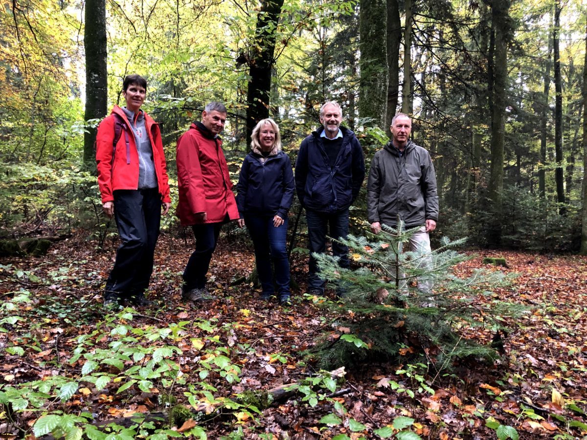 Îlots de sénescence