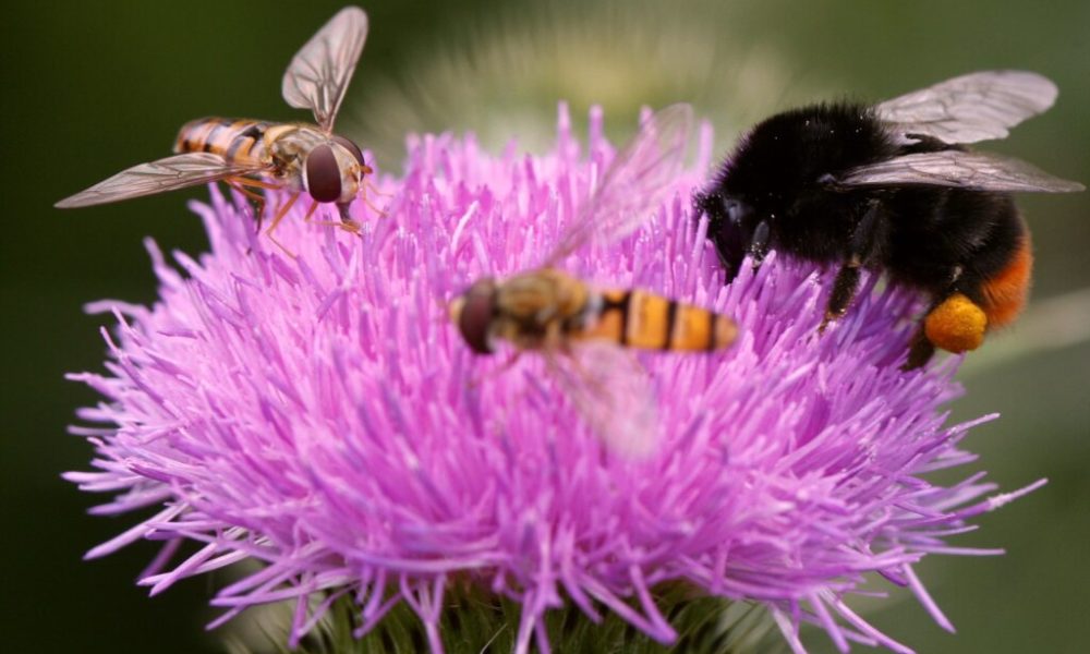 Il faut agir vite pour sauver les insectes en Suisse | LFM la radio
