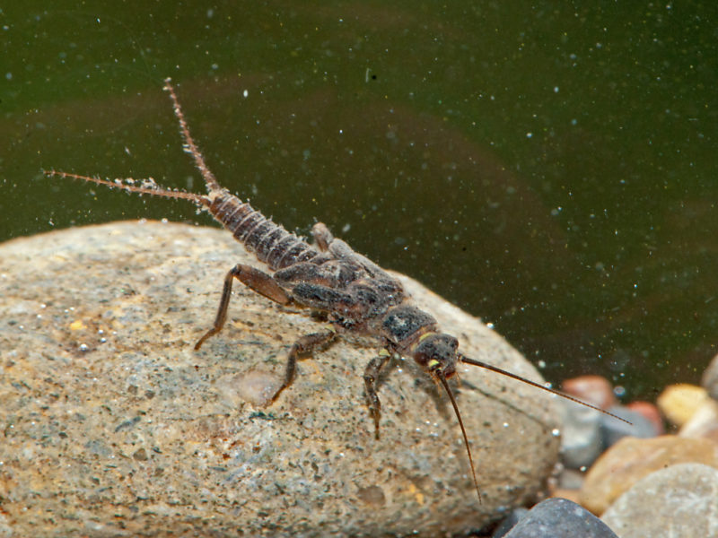 Diversité des insectes aquatiques stable en Suisse | LFM la radio