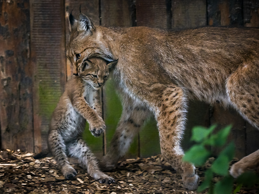 Le lynx boréal  Portail des parcs nationaux de France