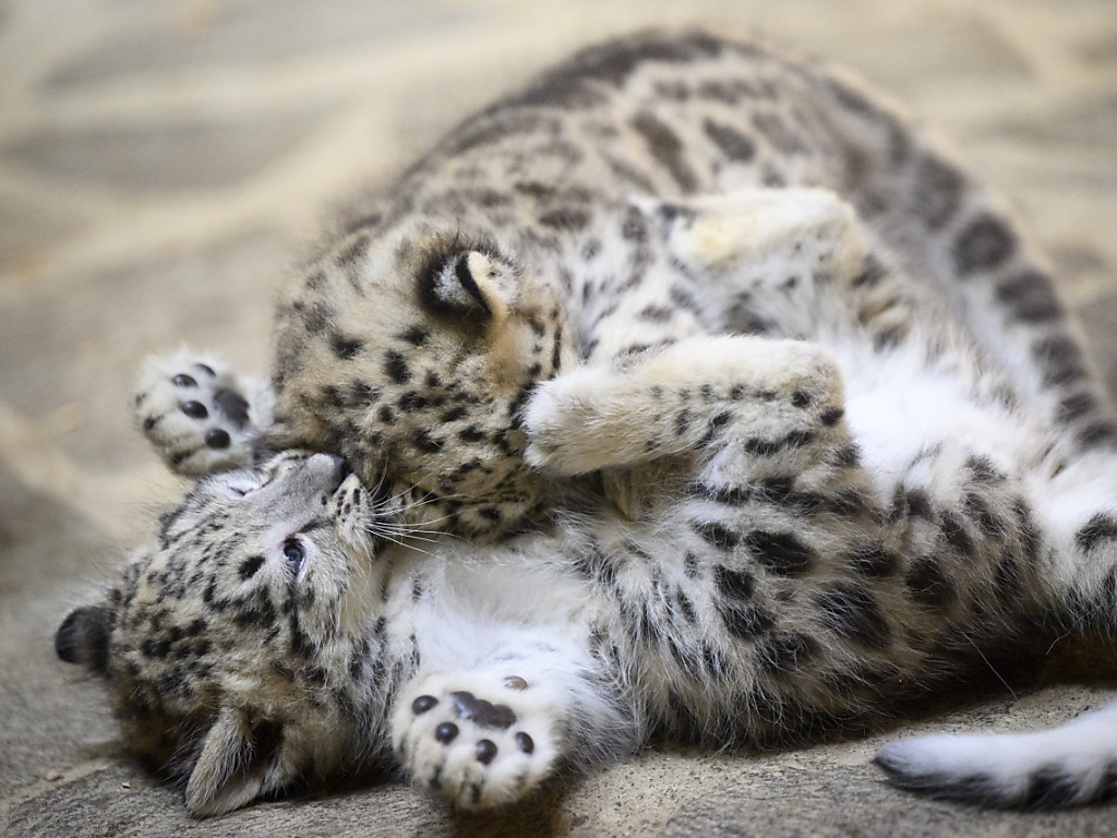 Les zoos sont-ils une protection ou une prison pour les animaux