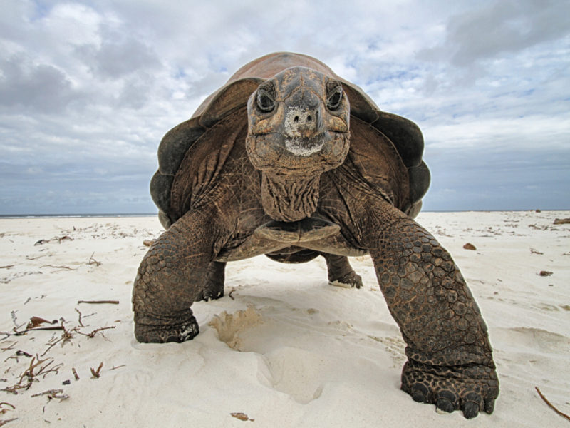 Le génome de la tortue géante des Seychelles séquencé LFM la radio