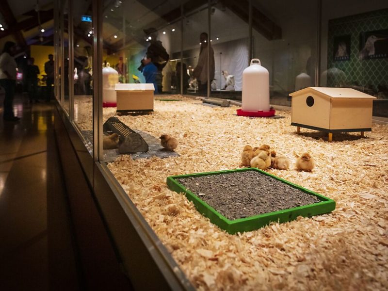 le-mhnf-ouvre-la-38e-dition-de-sa-c-l-bre-exposition-poussins-lfm-la