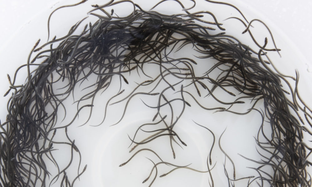 "International Glass Eel Trafficking Ring Dismantled in Europe Arrests