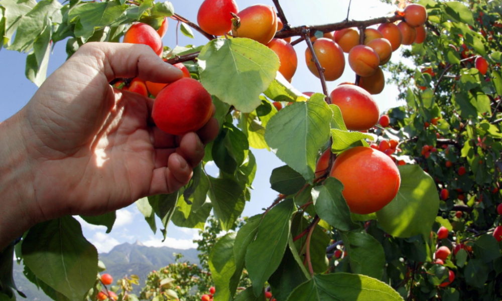 La récolte d'abricots valaisans s'annonce peu abondante en 2023 La récolte d'abricots valaisans s'annonce peu abondante en 2023