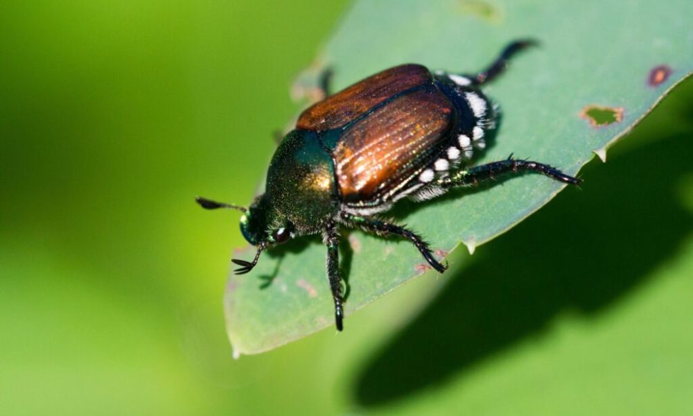 Scarabée japonais au Tessin: les vacanciers appelés à la vigilance Scarabée japonais au Tessin: les vacanciers appelés à la vigilance