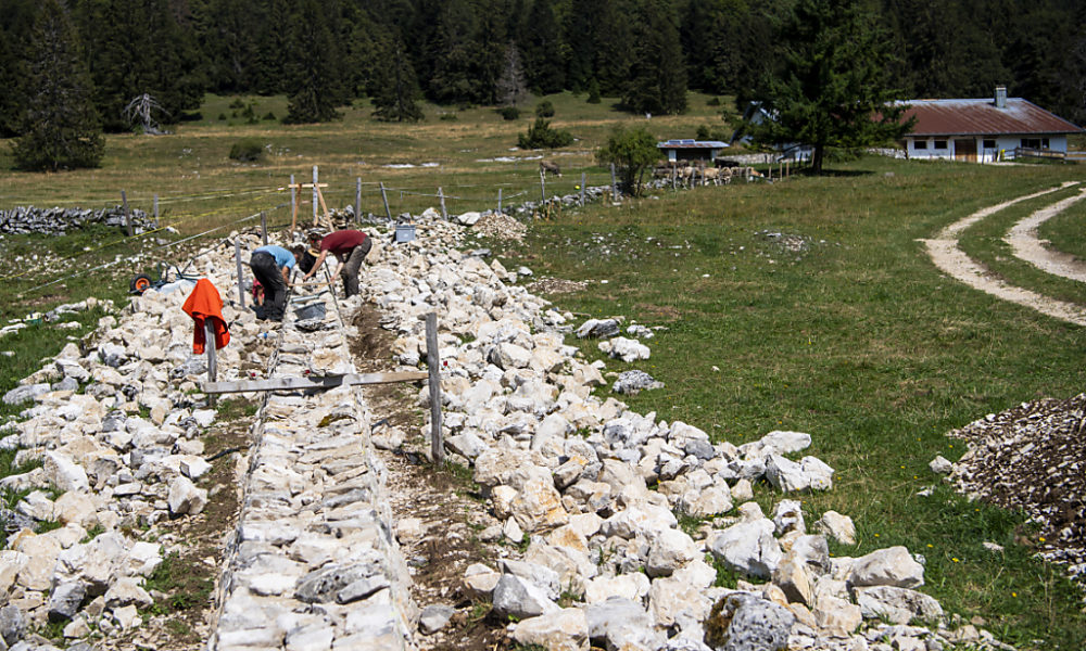 Des bénévoles au service de la biodiversité dans le canton de Vaud Des bénévoles au service de la biodiversité dans le canton de Vaud
