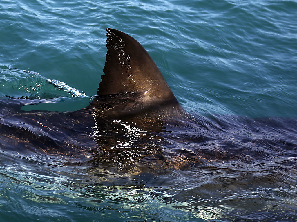 Des marins sauvés d