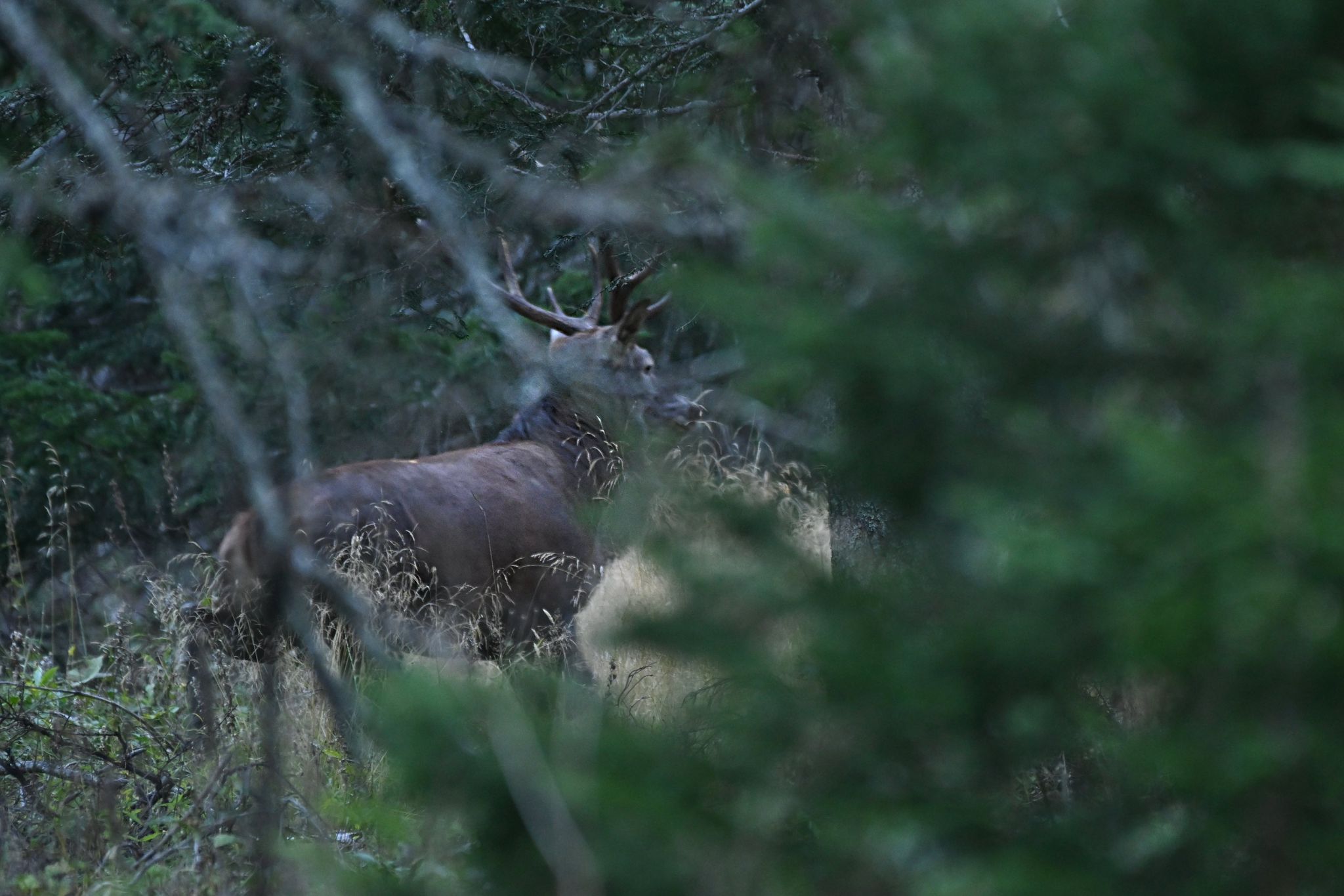 Le brame du cerf résonne dans les forêts vaudoises