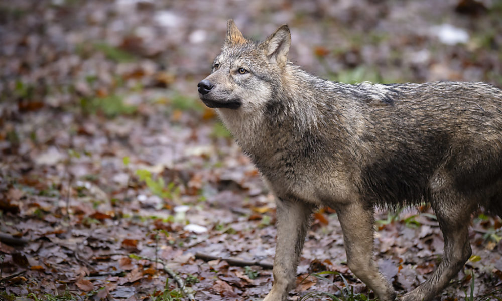 Tirs de loups: plainte déposée auprès de l’autorité de surveillance Tirs de loups: plainte déposée auprès de l’autorité de surveillance