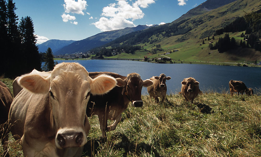Comment mieux planifier les zones alpines protégées Comment mieux planifier les zones alpines protégées