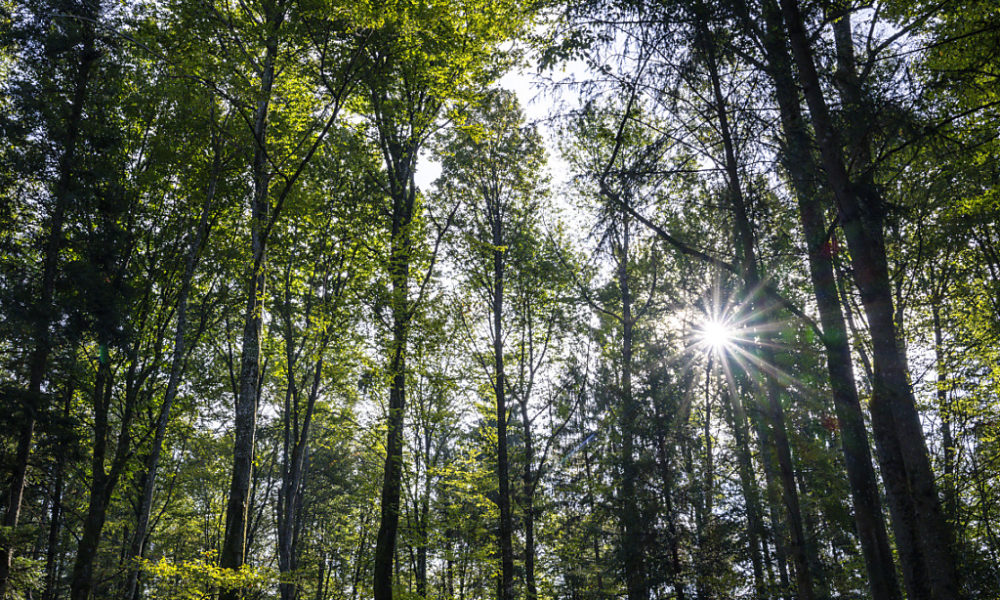 Le Conseil fédéral veut deux milliards pour l’environnement Le Conseil fédéral veut deux milliards pour l’environnement