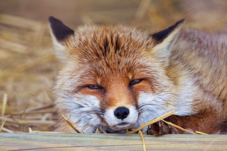 Concours Zoo de la Garenne