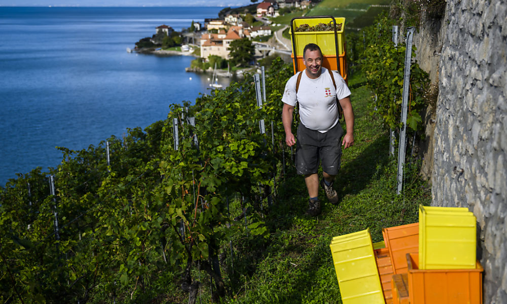Hausse pérenne de l’aide pour la promotion des vins suisses Hausse pérenne de l’aide pour la promotion des vins suisses