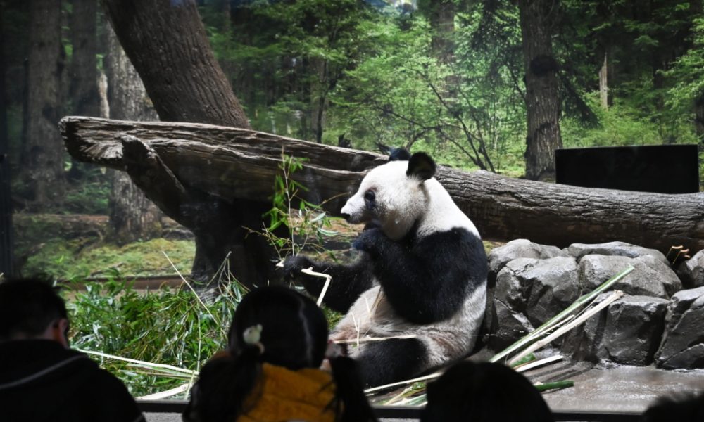 A Tokyo, des admirateurs font leurs adieux aux deux pandas