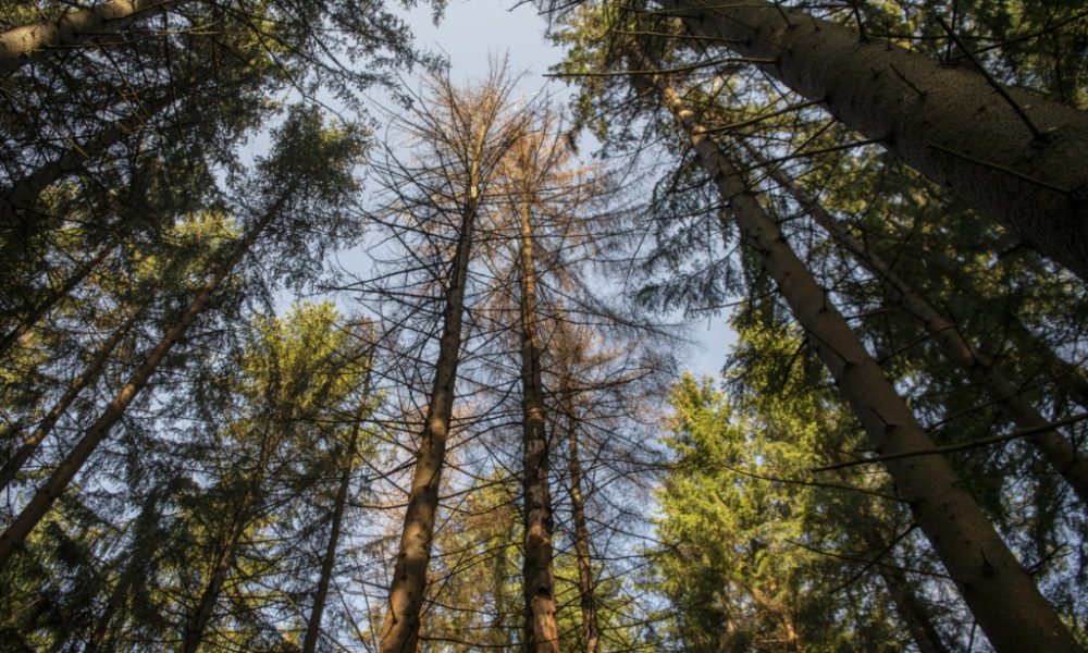 Des drones pour détecter le stress hydrique des forêts suisses
