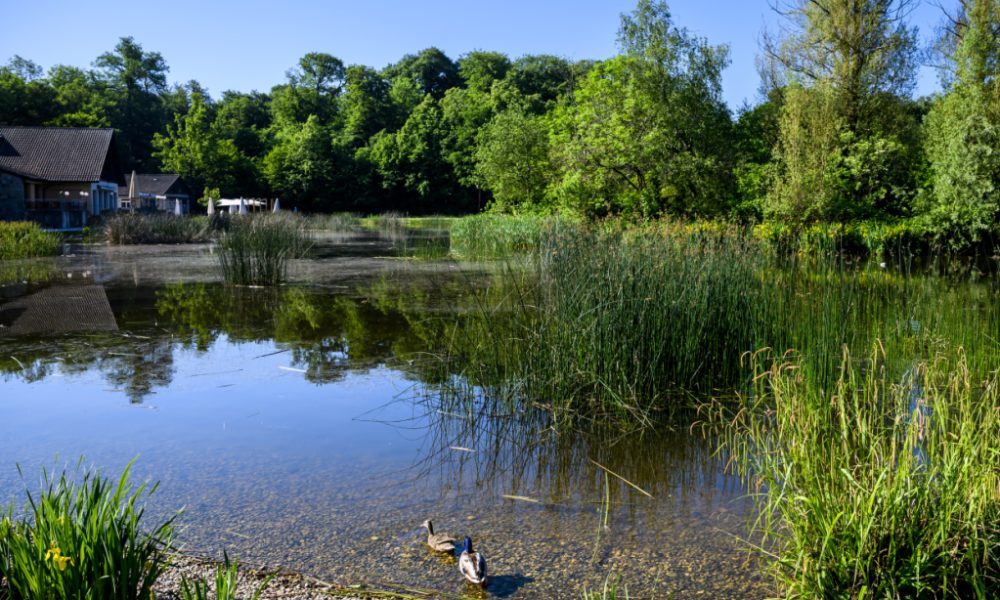Lausanne Buses: Quiet Zones Launched to Tackle Noise & Improve Safety